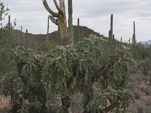 Flora Nog meer cactusjes