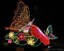 133_3396_G Nacht parade - vlinders op bloem