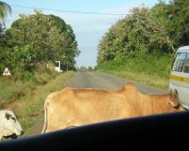 116_1624_N Rond Mombasa zijn er nogal wat Indiërs, en koeien ook (maar dat heeft niets met elkaar te maken).