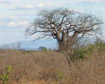 150_5096_G Rhino Sanctuary - Eenzame boom