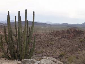 Organ Pipe Cactus NM Verscholen in een hoekje tegen de Mexicaanse grens vind je Organ Pipe Cactus National Monument. Letterlijk vol met...