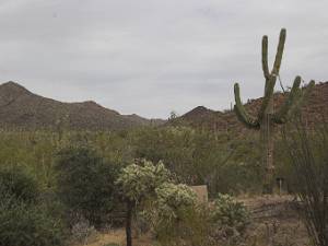 Saguaro NP Gelegen langs beide zijden van Tucson in Zuidwest Arizona, vind je Saguaro National Park. Goed vergelijkbaar met Organ...