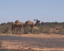 204_0423_E Na paarden en ezels, kwamen de kamelen naar Australië. Hier hun vrije nakomelingen