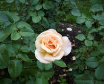 101_1198_L Portland Rose Garden