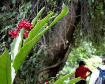 F01_2114 Door de Caraibische jungle 
 helle bloemen en gevaarlijke spinnen
