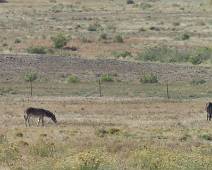 S00_3685 We zijn in Indianenland, op weg naar een oude Indianennederzetting. Twee ezeltjes eten van het schamele gras.