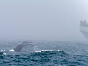 Walvis safari Ook op het water kan je een safari doen. De Monterey Bay is rijk aan plankton, Je struikelt er dan ook over de...