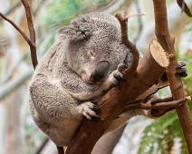 C02_3231 Slapende koala